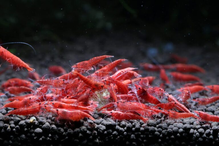 neocaridina shrimp