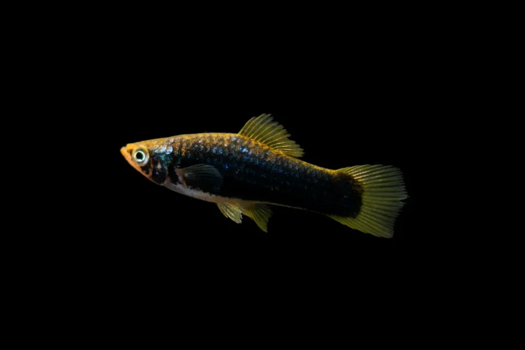 lack molly fish with yellow-green fins swimming against black background