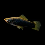 lack molly fish with yellow-green fins swimming against black background