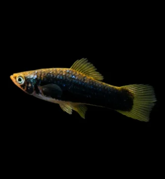 lack molly fish with yellow-green fins swimming against black background