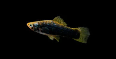 lack molly fish with yellow-green fins swimming against black background