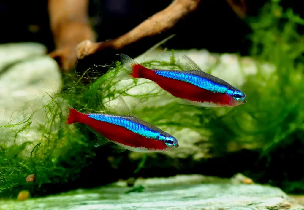 Two cardinal tetras (Paracheirodon axelrodi) with vivid blue and red colors swimming in a planted aquarium