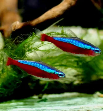 Two cardinal tetras (Paracheirodon axelrodi) with vivid blue and red colors swimming in a planted aquarium