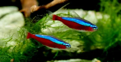 Two cardinal tetras (Paracheirodon axelrodi) with vivid blue and red colors swimming in a planted aquarium