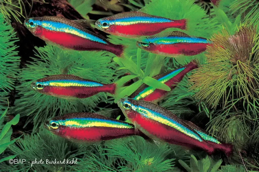 A group of cardinal tetras (Paracheirodon axelrodi) swimming in a planted aquarium highlighting their vibrant blue and red colors
