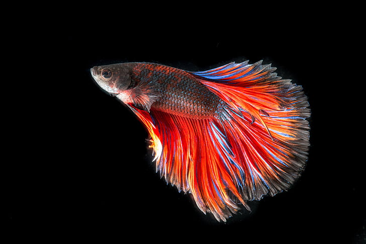 Red and blue Betta fish with flowing fins on a black background