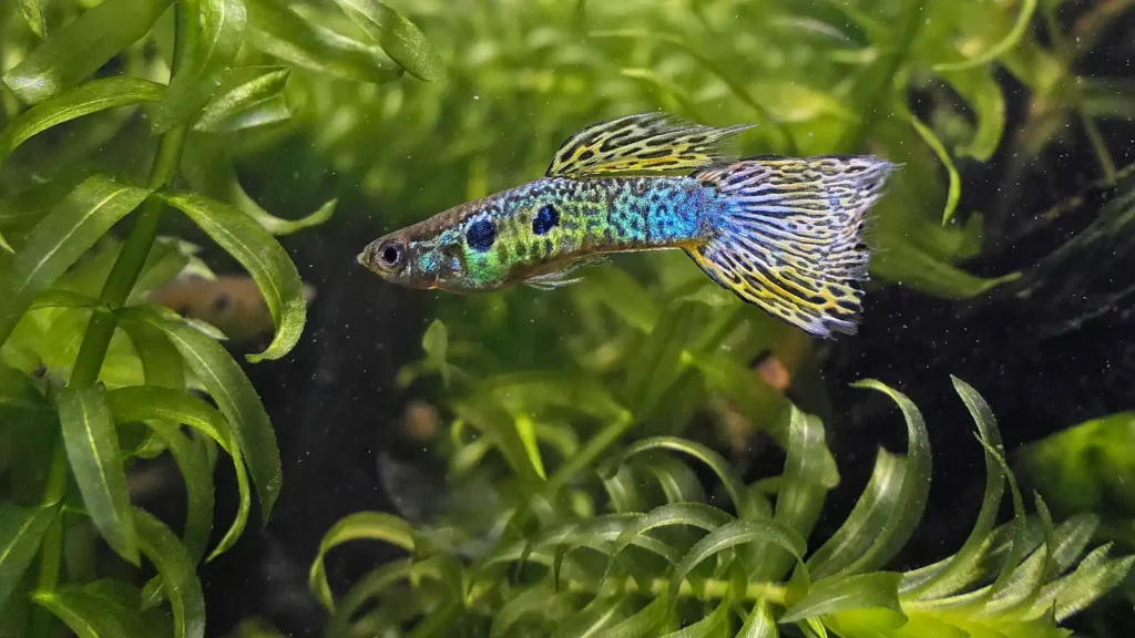 Vibrant male guppy with elaborate fan-shaped tail displaying blue, yellow, and black patterns, showing the ornate dorsal fin characteristic of fancy guppy strains