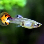 Male guppy with blue, green, and yellow coloration swimming among live aquatic plants, demonstrating natural habitat setup and schooling behavior in planted tank environment