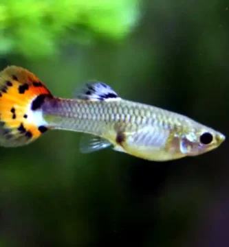 Male guppy with blue, green, and yellow coloration swimming among live aquatic plants, demonstrating natural habitat setup and schooling behavior in planted tank environment