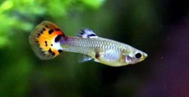 Male guppy with blue, green, and yellow coloration swimming among live aquatic plants, demonstrating natural habitat setup and schooling behavior in planted tank environment
