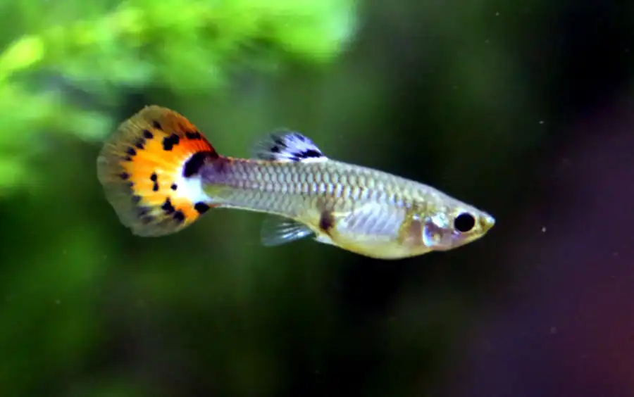 Male guppy with blue, green, and yellow coloration swimming among live aquatic plants, demonstrating natural habitat setup and schooling behavior in planted tank environment