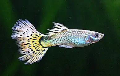 Male guppy with yellow and white patterned tail fin and metallic blue-green body, demonstrating the color variety achieved through selective breeding