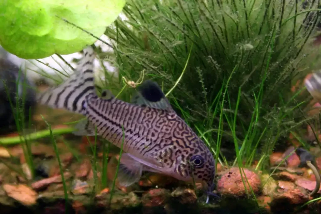 Julii Corydoras catfish foraging among aquatic plants showing distinctive barbels and striped pattern