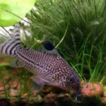 Julii Corydoras catfish foraging among aquatic plants showing distinctive barbels and striped pattern