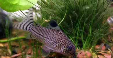 Julii Corydoras catfish foraging among aquatic plants showing distinctive barbels and striped pattern