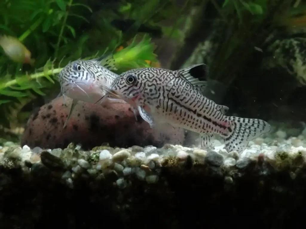 Two Julii Corydoras catfish with intricate spotted pattern resting on gravel substrate in planted aquarium