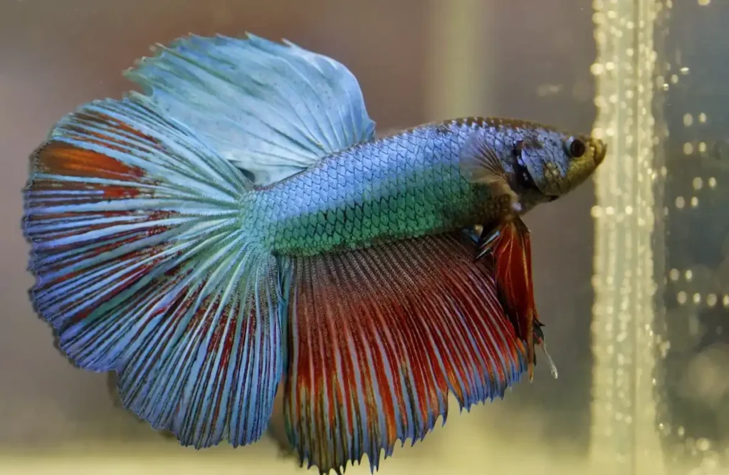 Male Betta fish with blue and red flowing fins swimming in aquarium