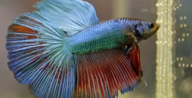 Male Betta fish with blue and red flowing fins swimming in aquarium