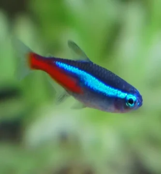 Cardinal tetra with vibrant red stripe, iridescent blue line, and dark upper body in planted aquarium