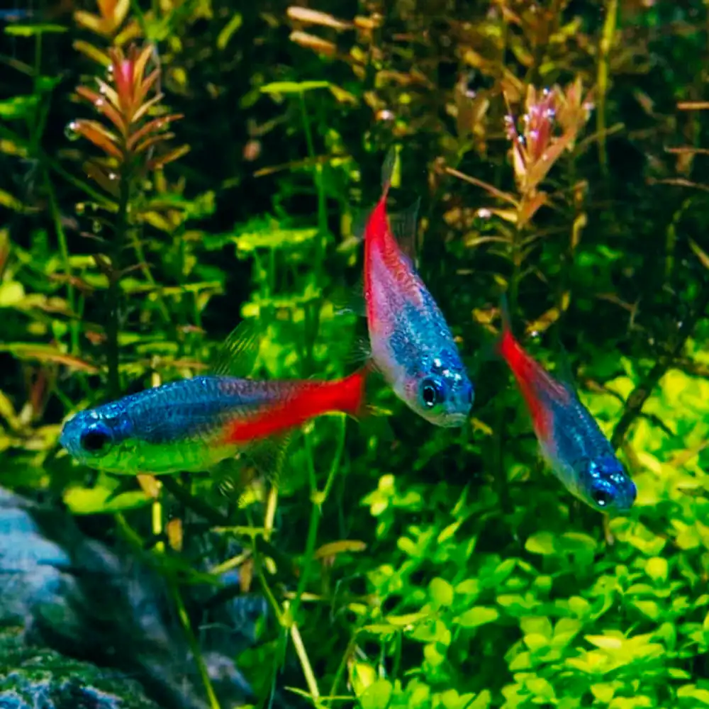 Blue Diamond Head Neon Tetras showcasing their vibrant blue and red coloration in a planted aquarium 