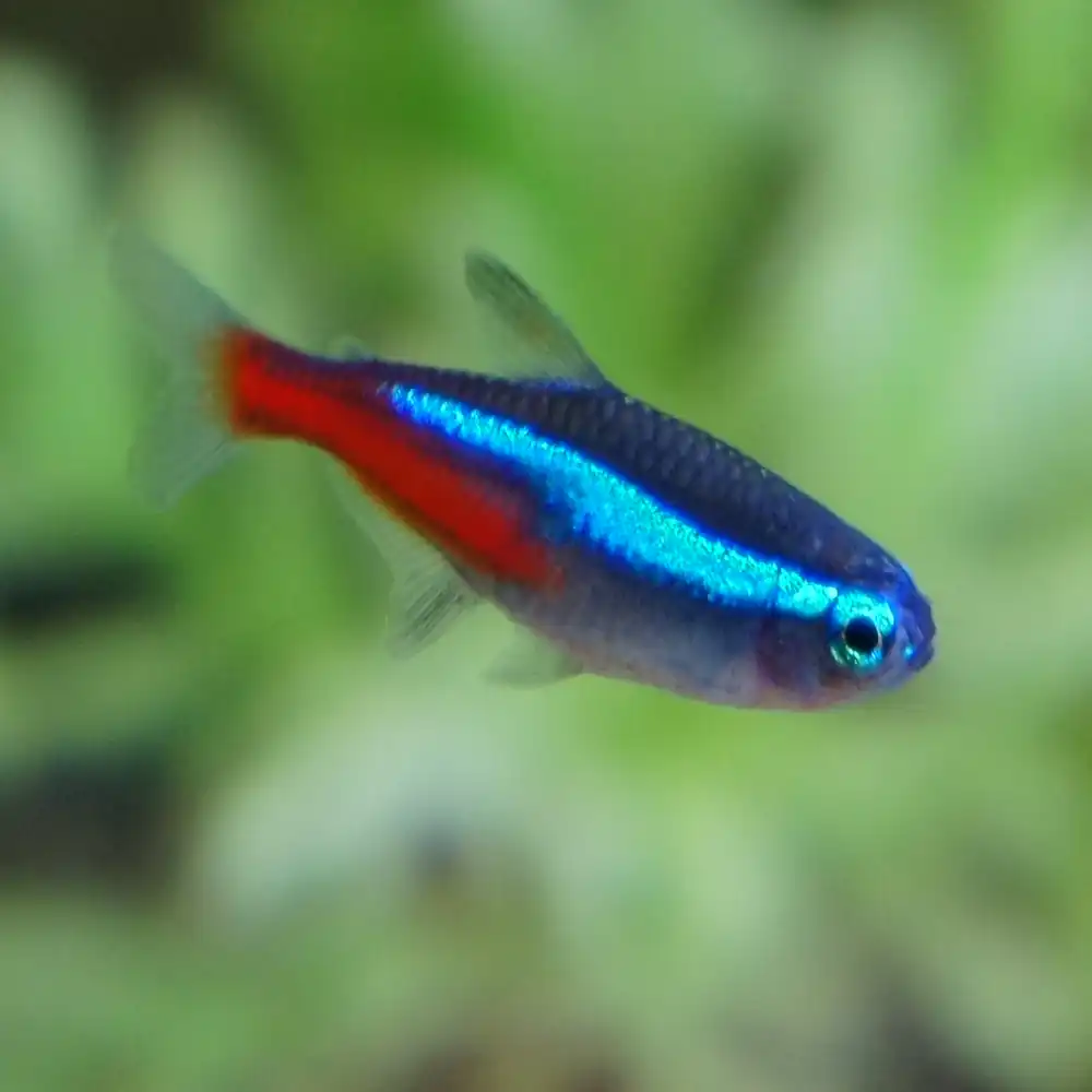 Close-up of a neon tetra showing its vibrant blue and red coloration and streamlined body shape 
