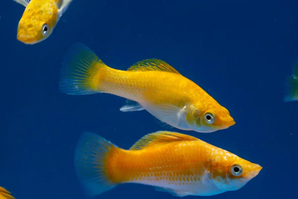 Three orange and yellow molly fish swimming together in blue water, showing color variation