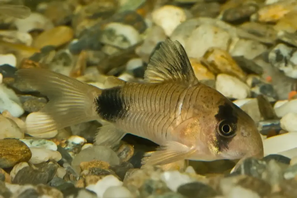 Panda Corydoras catfish on gravel substrate showing characteristic black patches around eyes and dorsal fin