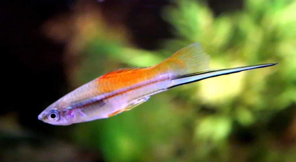 Pineapple variety male Swordtail fish showing dramatic sword extension and orange coloration in aquarium
