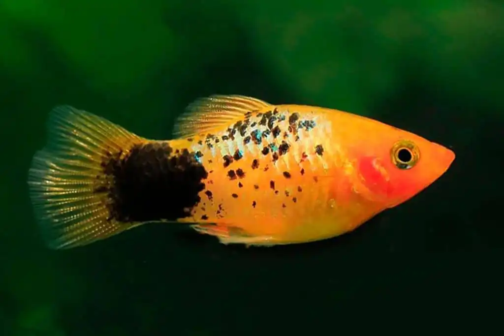 Orange and yellow platy with dalmatian spots (black spots covering body and fins), demonstrating the striking spotted pattern variety and natural behavior in planted tank environment with background plants visible