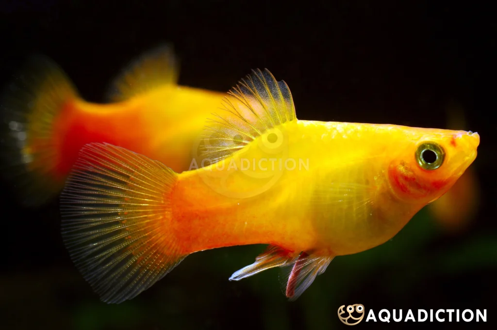 Vibrant male sunset platy with yellow and orange coloration, elaborate dorsal fin, and red accents on gill plates and anal fin, displaying the ornate fins characteristic of show-quality fancy platies