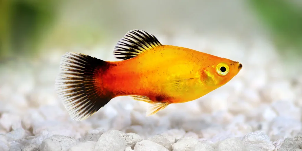 Red and orange platy with distinctive black wagtail pattern on tail fin and black markings on dorsal fin, demonstrating the striking color variety and pattern combinations achievable through selective breeding