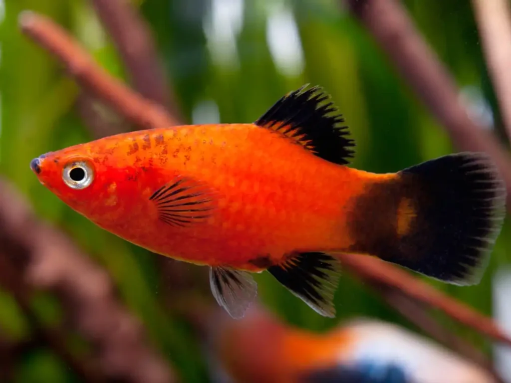 Red wagtail platy showing sexual dimorphism with vibrant red body, black and white tail pattern, and visible male gonopodium (rod-like anal fin), compared to typical female form