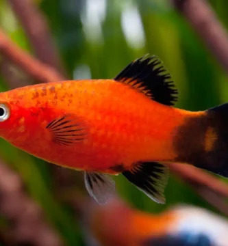 Red wagtail platy showing sexual dimorphism with vibrant red body, black and white tail pattern, and visible male gonopodium (rod-like anal fin), compared to typical female form