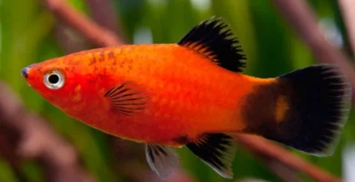 Red wagtail platy showing sexual dimorphism with vibrant red body, black and white tail pattern, and visible male gonopodium (rod-like anal fin), compared to typical female form