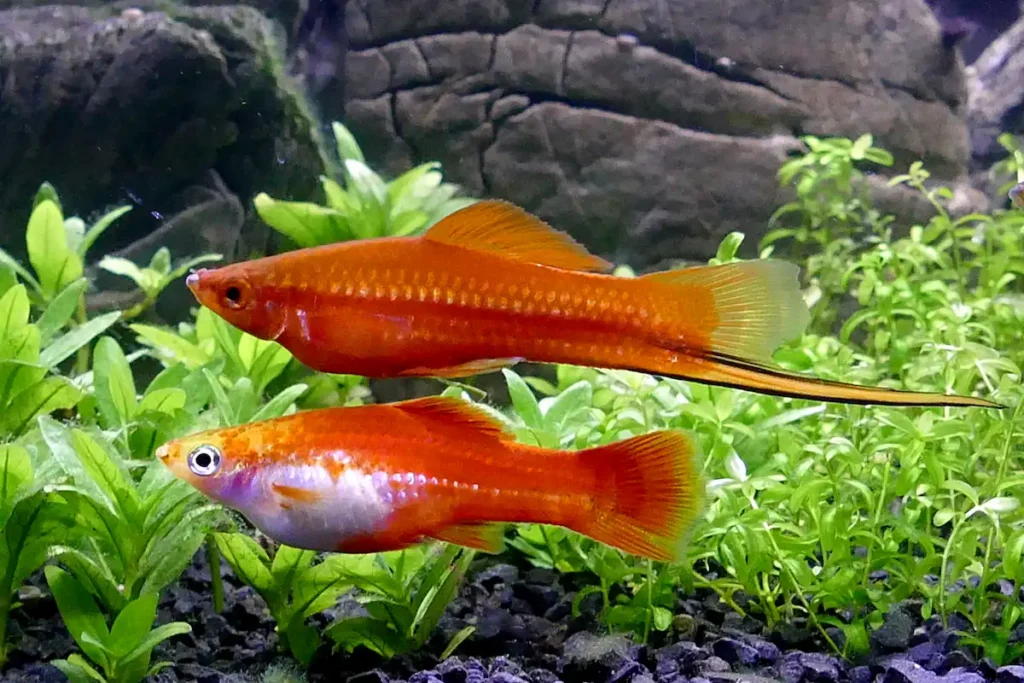 Male and female red Swordtail fish in planted aquarium showing male's distinctive sword-like tail extension