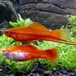 Male and female red Swordtail fish in planted aquarium showing male's distinctive sword-like tail extension