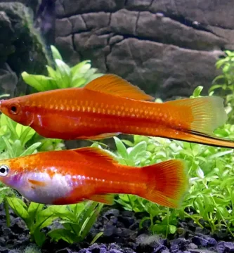 Male and female red Swordtail fish in planted aquarium showing male's distinctive sword-like tail extension