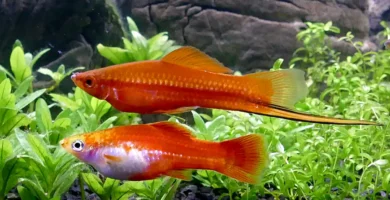Male and female red Swordtail fish in planted aquarium showing male's distinctive sword-like tail extension