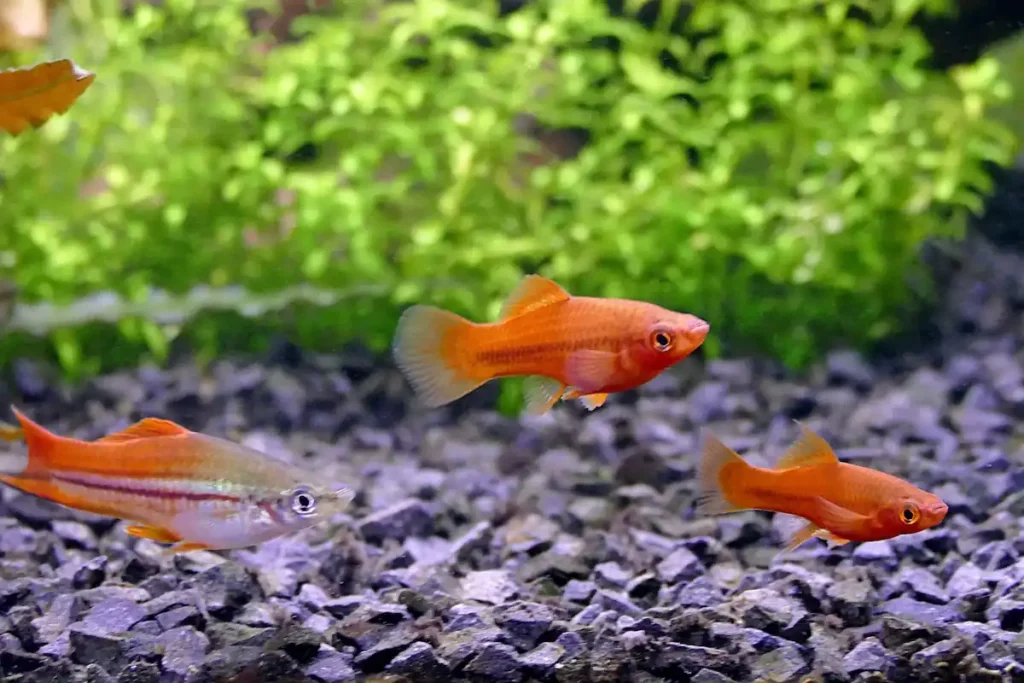 Group of young orange Swordtail fish swimming together over gravel substrate in planted aquarium