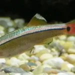 Close-up of White Cloud Mountain Minnow showing bronze body, pink horizontal stripe, red fins, and black tail spot on gravel substrate