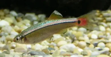 Close-up of White Cloud Mountain Minnow showing bronze body, pink horizontal stripe, red fins, and black tail spot on gravel substrate
