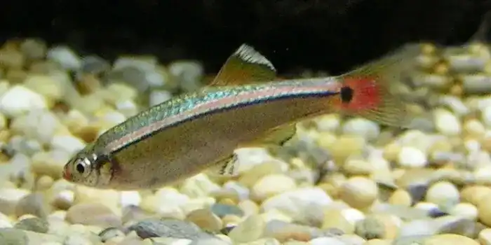 Close-up of White Cloud Mountain Minnow showing bronze body, pink horizontal stripe, red fins, and black tail spot on gravel substrate