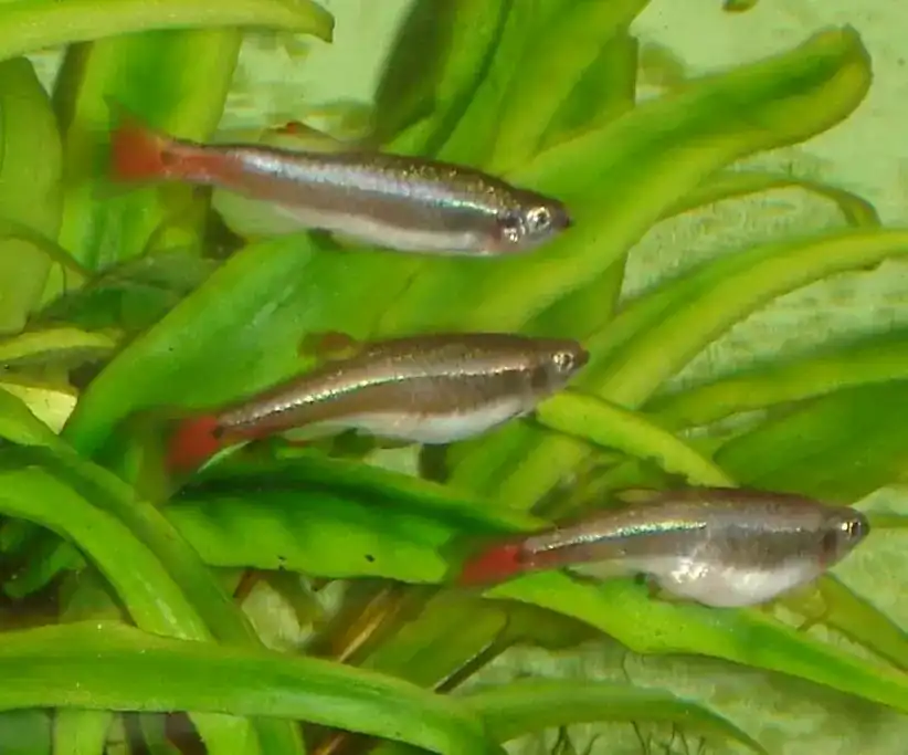 Three White Cloud Mountain Minnows swimming together in planted aquarium showing red fins and horizontal stripe pattern