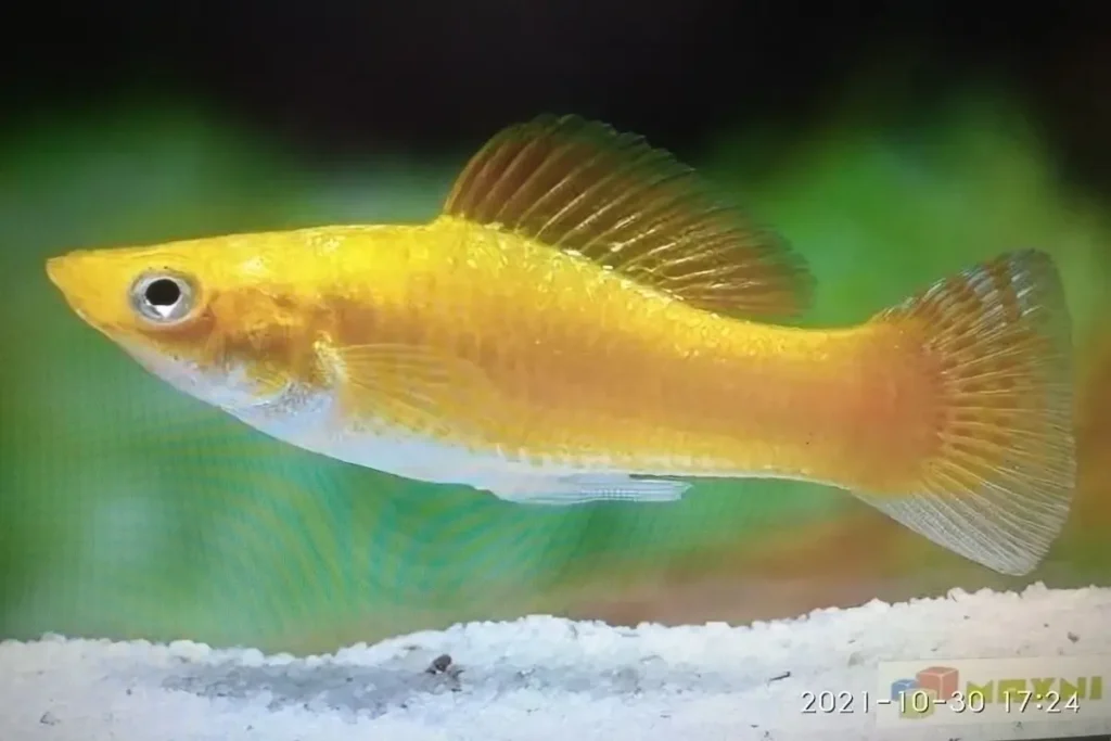 Yellow molly fish in planted aquarium with green aquatic plants and white substrate