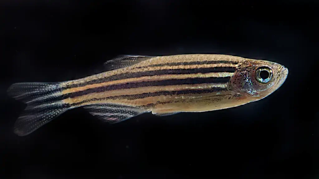 Zebra Danio swimming in aquarium with school of fish in background showing natural schooling behavior