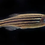 Zebra Danio swimming in aquarium with school of fish in background showing natural schooling behavior