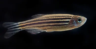 Zebra Danio swimming in aquarium with school of fish in background showing natural schooling behavior