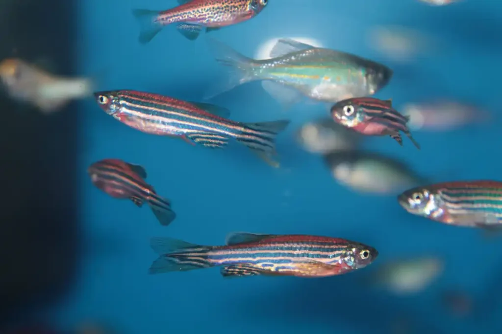 School of Zebra Danios swimming together in community aquarium showing proper group size and social behavior