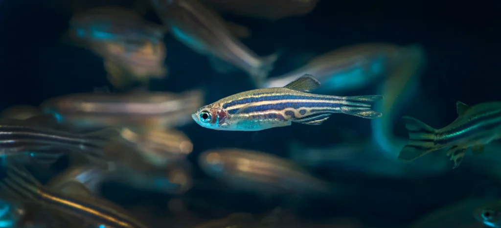 Zebra Danio swimming in aquarium with school of fish in background showing natural schooling behavior