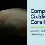 Complete cichlid care guide showing African Mbuna, South American, and Central American aquarium setups